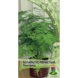 Аспарагус перистый Паутинка