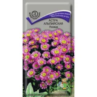 Астра альпийская Розовая