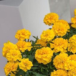 Бархатцы отклоненные Чика Еллоу (1уп-1000шт) профессиональные семена