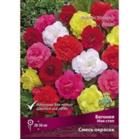 Бегония Нон-стоп смесь окрасок (3шт)