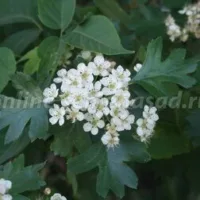 Боярышник однопестичный