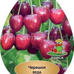 Черешня Веда