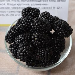 Ежевика Натчез (бесшипный)