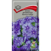 Флокс друммонда Красотка в голубом