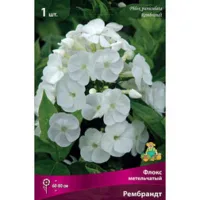 Флокс метельчатый Рембрандт