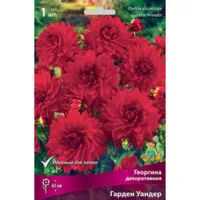 Георгина декоративная Гарден Уандер