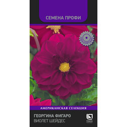 Георгина Фигаро Виолет Шейдес (Семена Профи)