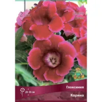Глоксиния Корина (2шт)