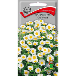Хризантема Снегурочка