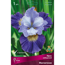 Ирис сибирский Магнетизм