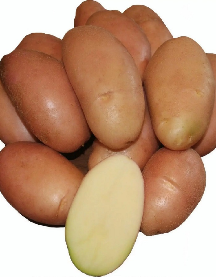 Картофель Накра