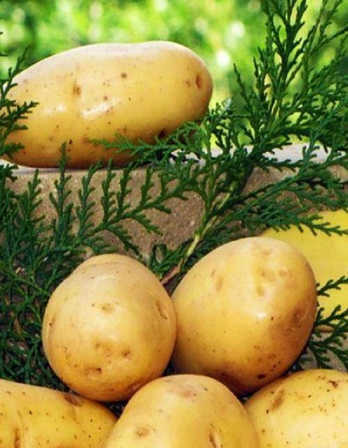 Картофель Венета