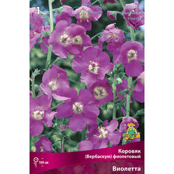 Коровяк фиолетовый Виолетта