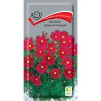 Космея Дварф сенсейшн ред