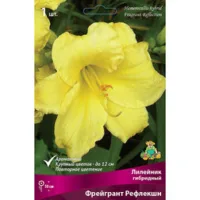 Лилейник гибридный Фрейгрант Рефлекшн