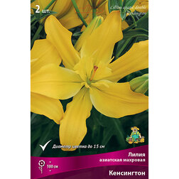 Лилия Азиатская махровая Кенсингтон (2 шт.)