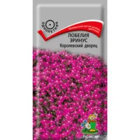 Лобелия эринус Королевский дворец