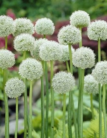 Лук виноградный Уайт Клауд (Allium ampeloprasum L.) 1 уп. ( 5шт.)