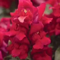 Львиный зев Снэпшот Ред (1уп-1000шт) профессиональные семена