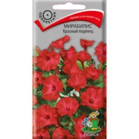 Мирабилис Красный леденец