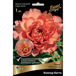 Пион ИТО-гибрид Коппер Кеттл