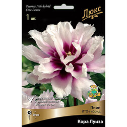 Пион ИТО-гибрид Кора Луиза *