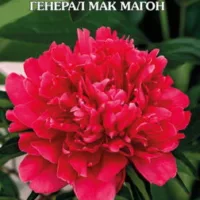 Пион молочноцветковый Генерал Мак Магон