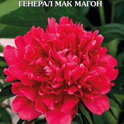 Пион молочноцветковый Генерал Мак Магон