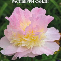 Пион молочноцветковый Расберри Санди