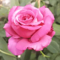 Роза чайно-гибридная Клод Брассер