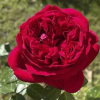 Роза чайно-гибридная Майра Ред