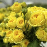 Роза флорибунда Каталина
