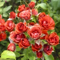 Роза спрей Коралловый