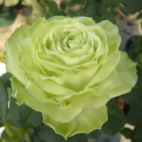 Роза японская Вакана (Wakana)