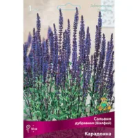 Сальвия дубравная (Шалфей) Карадонна