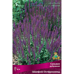 Сальвия дубравная (Шалфей) Остфризленд