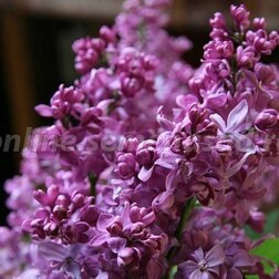 Сирень обыкновенная Максимович