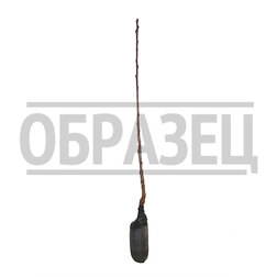 Слива Ренклод колхозный