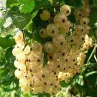 Смородина белая Уральская белая
