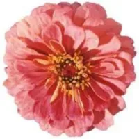 Цинния Мастер Пинк (1уп-100 шт) профессиональные семена