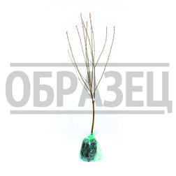 Вишня (Дюк) Игрушка (подвой вишня Магалебская) (в сетке)