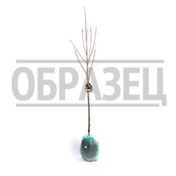 Вишня (дюк) Спартанка (подвой вишня Магалебская) (в сетке)