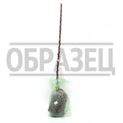 Яблоня колонновидная Останкино (подвой М-9