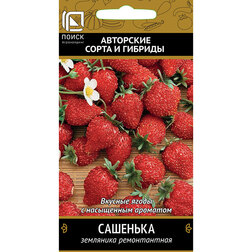 Земляника ремонтантная Сашенька