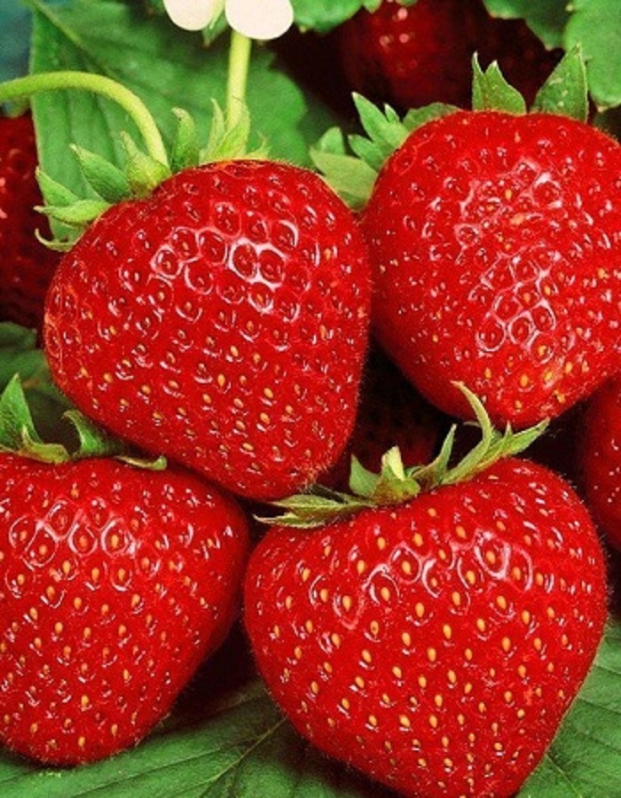 Земляника садовая Белруби 1 шт.р9