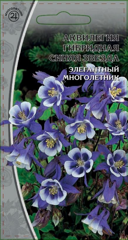 Аквилегия гибридная Синяя звезда 0