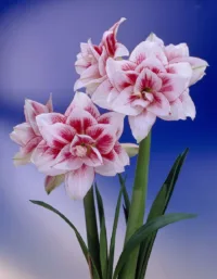 Амариллис Элвас
