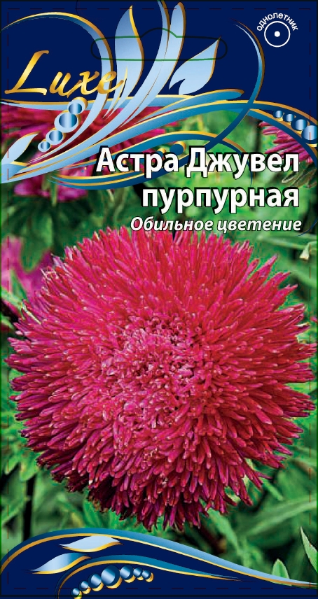 Астра Джувел пурпурная 0