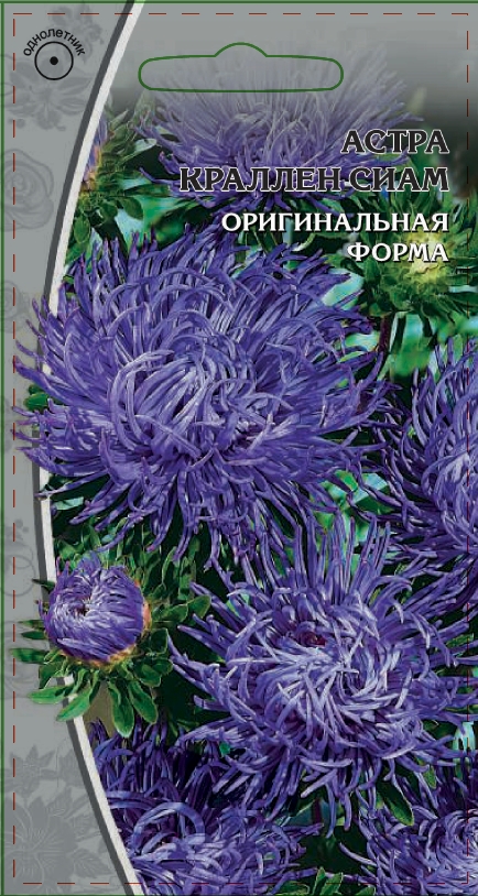 Астра коготковая Краллен Сиам 0