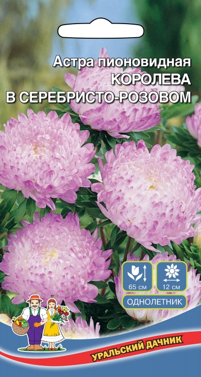 Астра пионовидная Королева гигантов в серебристо-розовом (УД) 0